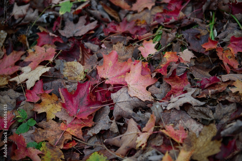 Autumn leaves - maple leaves of different colours Autumn leaves - maple leaves of different colours