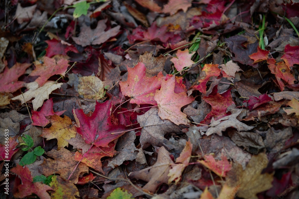 Autumn leaves - maple leaves of different colours