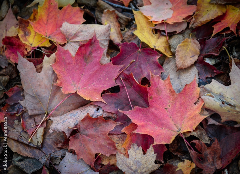 Autumn leaves - maple leaves of different colours Autumn leaves - maple leaves of different colours