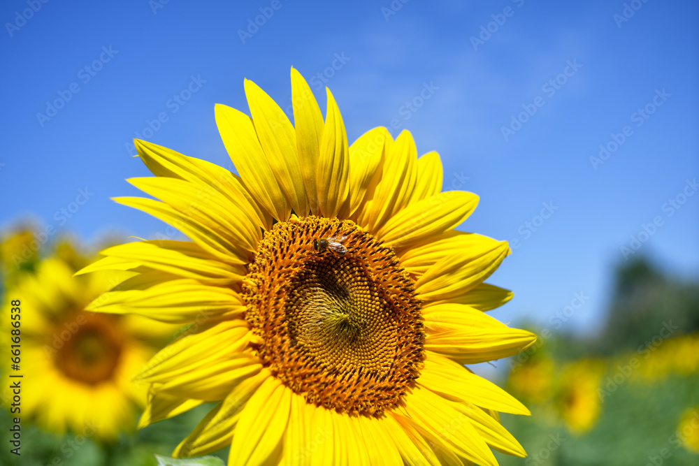 Tuscan landscape with the flower of summer, the sunflower
Tuscan landscape with the flower of summer, the sunflower
