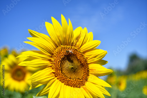 Tuscan landscape with the flower of summer  the sunflower  