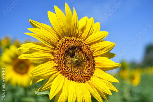 Tuscan landscape with the flower of summer  the sunflower  