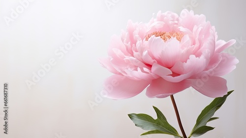 Portrait beautiful pink peony flower Ai Generative