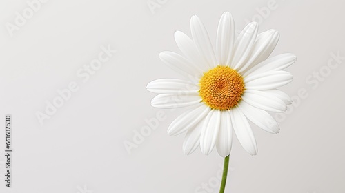 Portrait beautiful white daisy flower Ai Generative