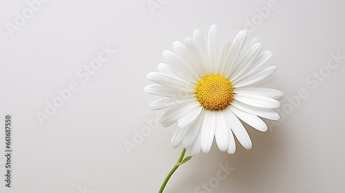 Portrait beautiful white daisy flower Ai Generative