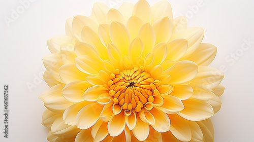 Portrait beautiful yellow chrysanthemum flower Ai Generative © Tebha Workspace