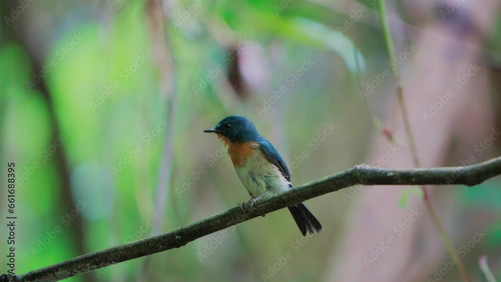 Tickell's Blue Flycatcher perched on a branch is preening wet feathers Tickell's Blue Flycatcher perched on a branch is preening wet feathers