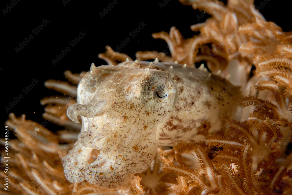 Lembeh Cuttlefish Lembeh Cuttlefish