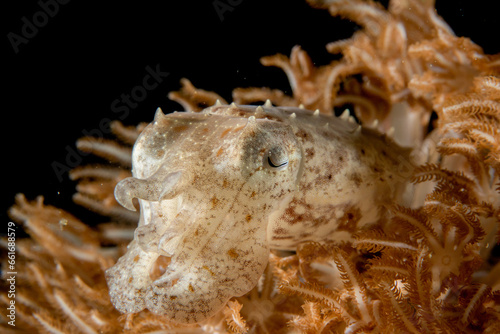 Lembeh Cuttlefish © Neil