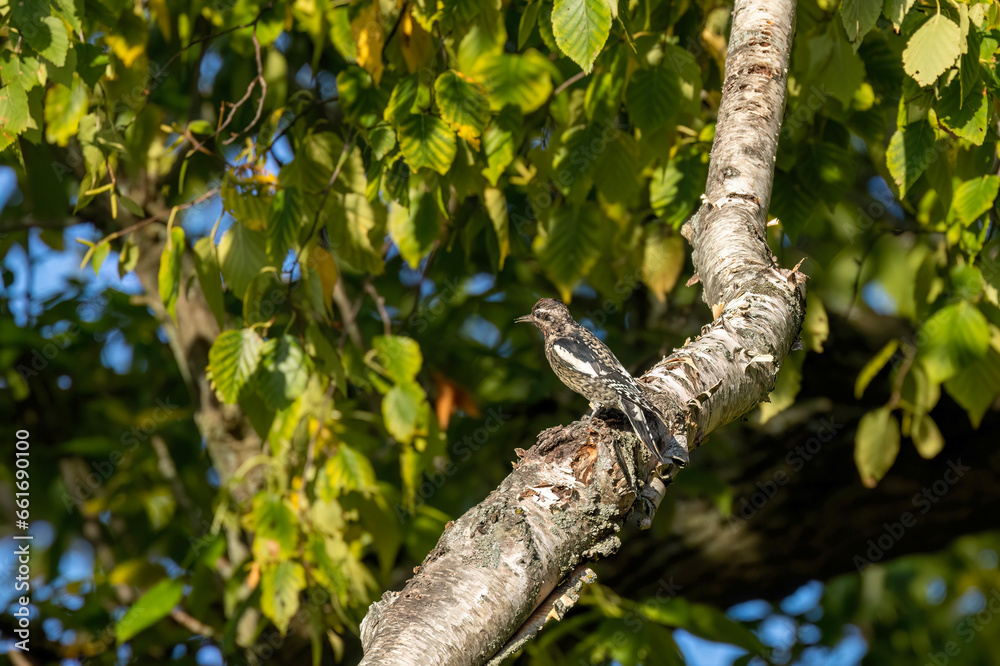 The young yellow-bellied sapsucker (Sphyrapicus varius) The young yellow-bellied sapsucker (Sphyrapicus varius)