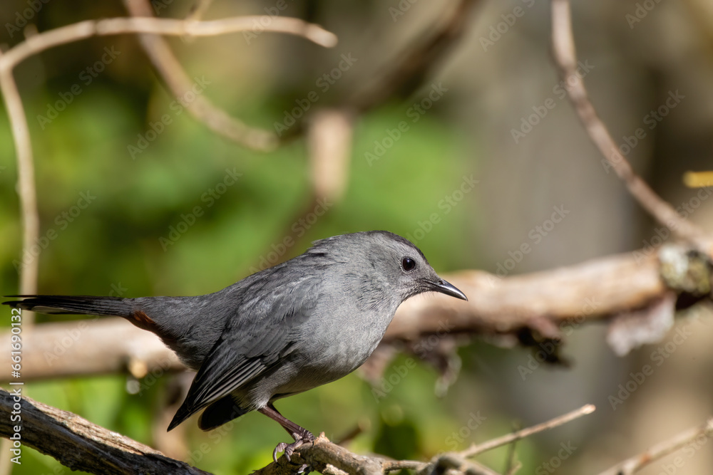 Fototapeta premium The gray catbird (Dumetella carolinensis) 