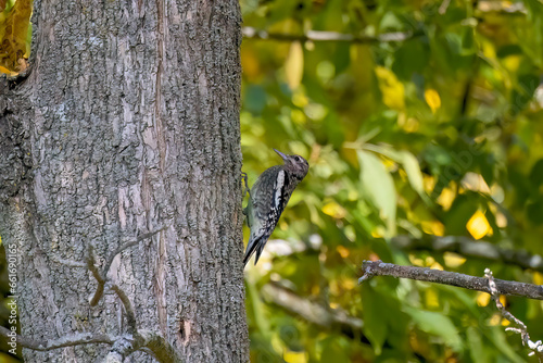 The young yellow-bellied sapsucker (Sphyrapicus varius) 