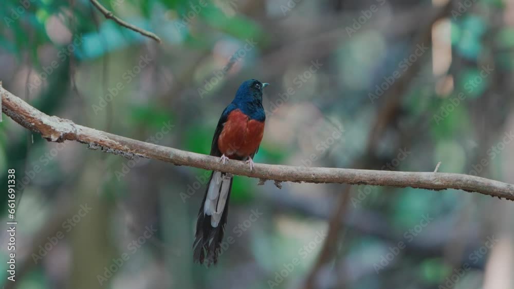 White-rumped Shama bird perched on a branch and looking for food White-rumped Shama bird perched on a branch and looking for food
