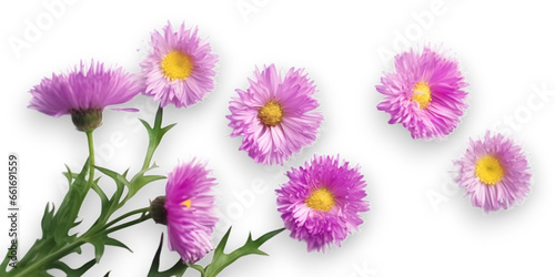 purple aster amellus flowers isolated on transparent background. © Naige