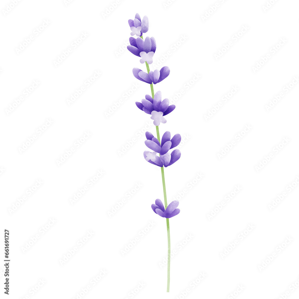 Lavender flower Lavender flower