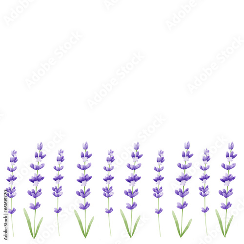 Fototapeta Naklejka Na Ścianę i Meble -  Lavender flowers background