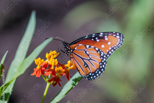 Butterfly on native plants in the garden during the autumn/fall season © Kanokwalee
