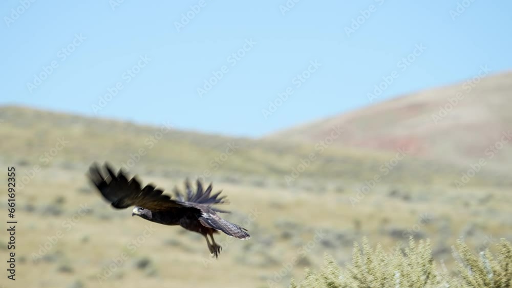 Swainson's Hawk taking flight from sagebrush flying over field in slow motion. Swainson's Hawk taking flight from sagebrush flying over field in slow motion.
