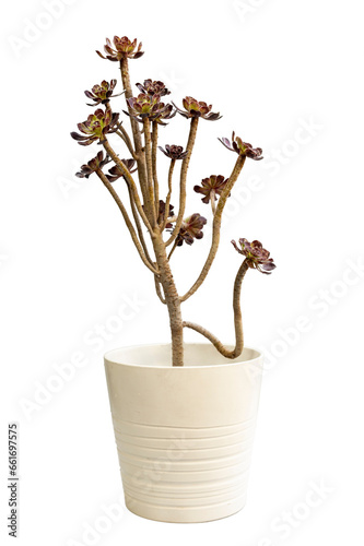 Aeonium Arboreum zwartkop black rose succulent plant in white ceramic pot photo