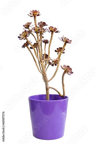 Aeonium black rose succulent plant in a ceramic pot photo