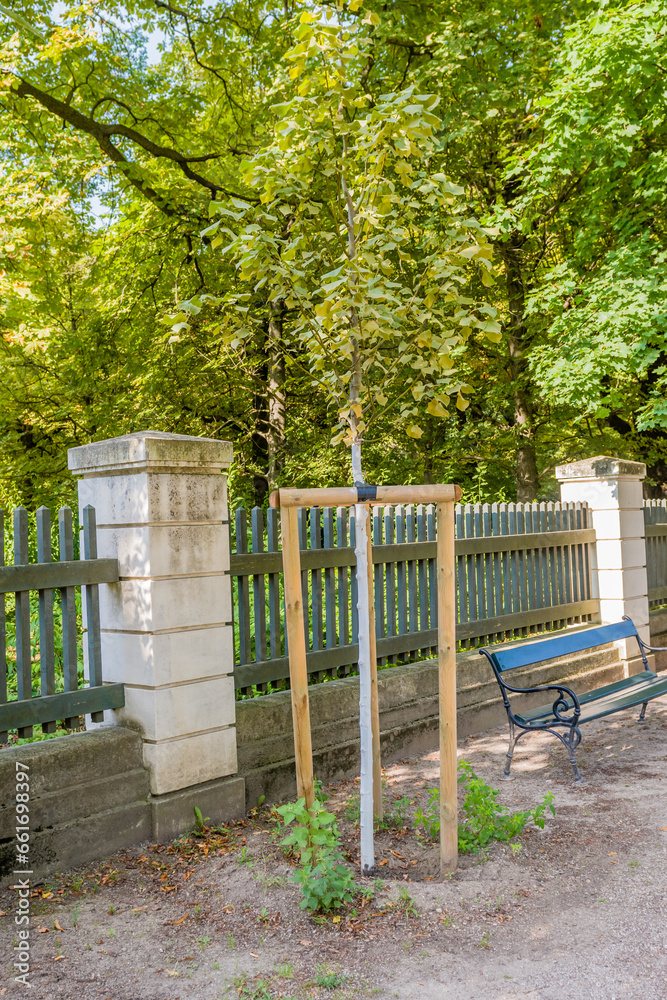 Sapling supported by wooden support poles beside fence in park. Sapling supported by wooden support poles beside fence in park.