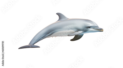 a dolphin on the transparent background © EmmaStock