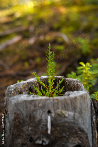 Close up view of a small heather growing out of a hollow tree stump photo