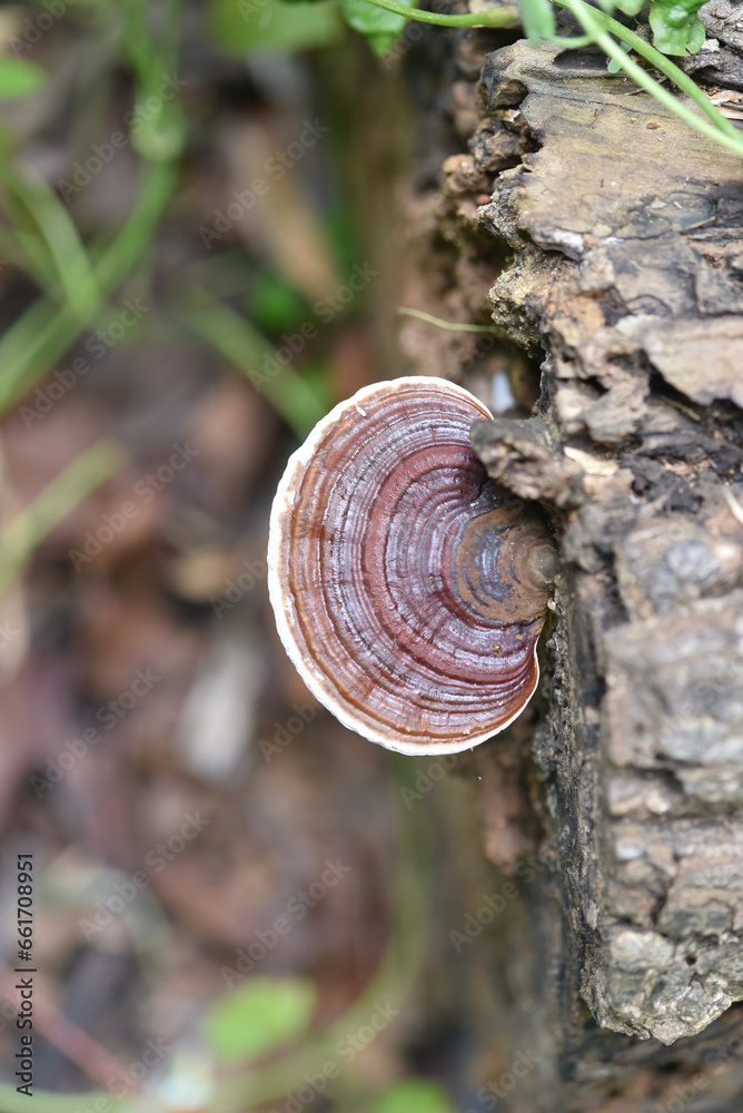 closeup dark brown reishi mushroom closeup dark brown reishi mushroom