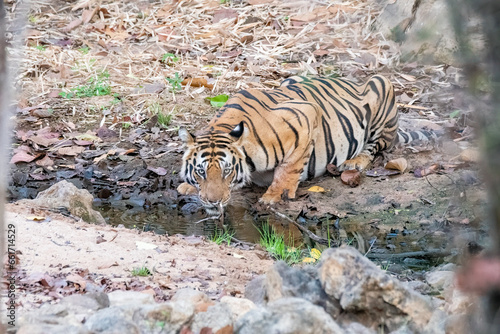 Canvas Print An Indian tigress drinking water from a waterhole inside Bandhavgarh Tiger Reser