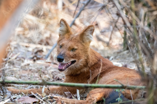 An Indian wildodg aka Dhole feasting on a new kill near a waterhole inside Pench Tiger Reserve during a wildlife safari on a hot summer day. photo