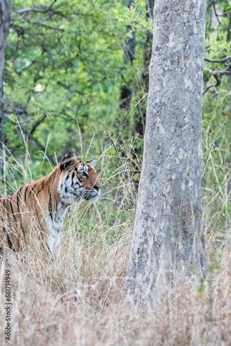 A dominant tigress walking thru  her territory inside Pench Tiger Reserve during a wildlife safari on a hot summer morning. 