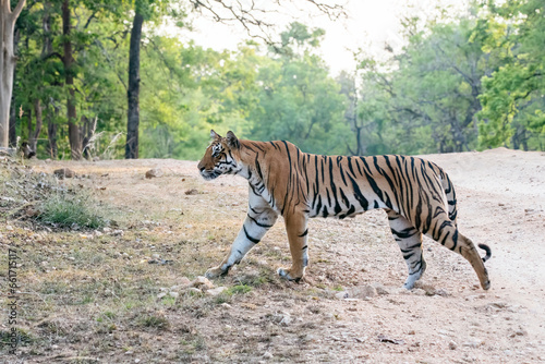 A dominant tigress walking thru' her territory inside Pench Tiger Reserve during a wildlife safari on a hot summer morning. 