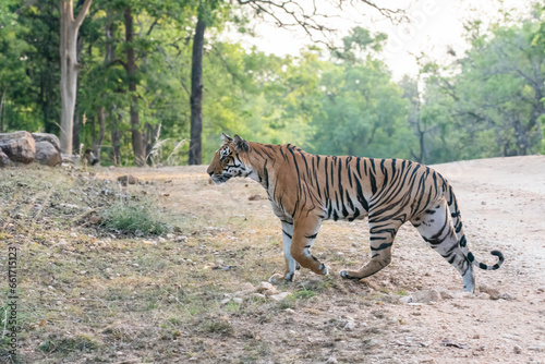 A dominant tigress walking thru  her territory inside Pench Tiger Reserve during a wildlife safari on a hot summer morning. 
