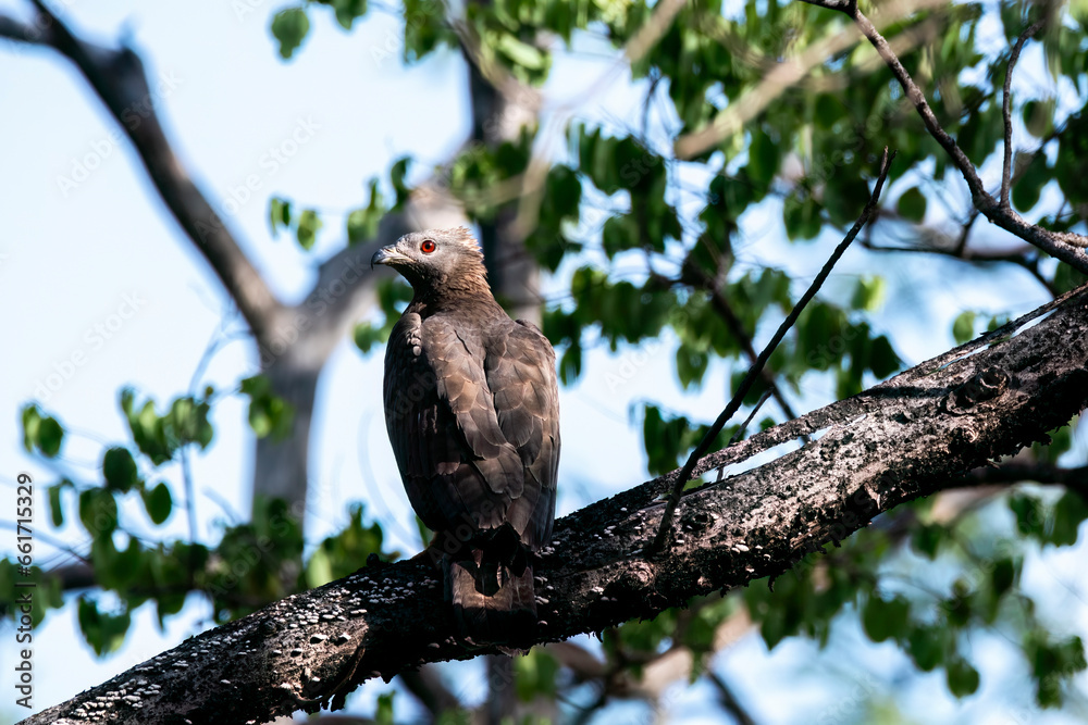 An Oriental Honey Buzzard perching on top of a tree inside Pench Tiger Reserve during a wildlife safari inside the park An Oriental Honey Buzzard perching on top of a tree inside Pench Tiger Reserve during a wildlife safari inside the park