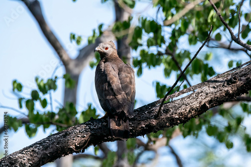 An Oriental Honey Buzzard perching on top of a tree inside Pench Tiger Reserve during a wildlife safari inside the park