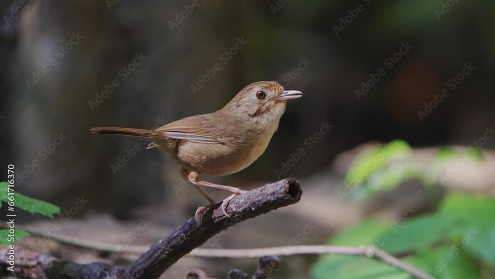 Buff-breasted Babbler perched on a branch and gave an alarm call Buff-breasted Babbler perched on a branch and gave an alarm call