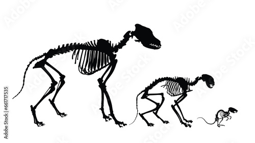 The skeletons of dog  cat and mouse. 