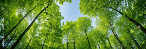 wide view of tall green trees © evening_tao