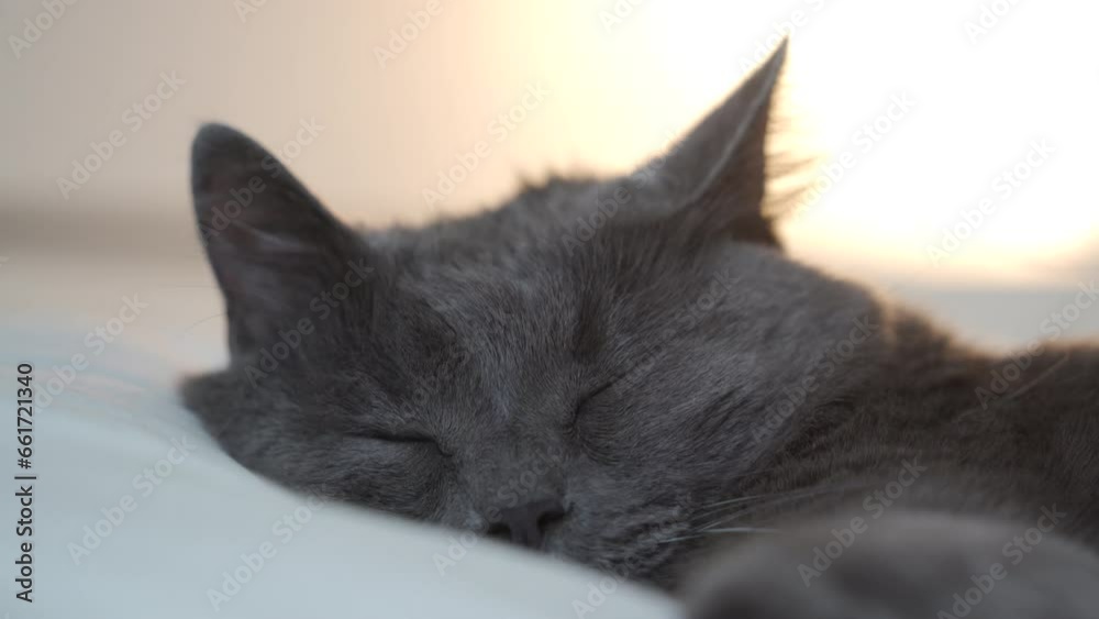 domestic adult gray cat sleeping on bed with his head on white pillow
