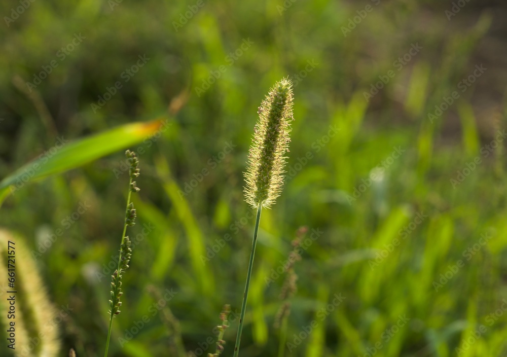 Grass. Copy space. Blur nature background.