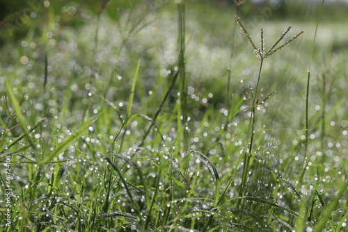 dew or rain drops on the blades of grass and light bokeh in the morning © wachira