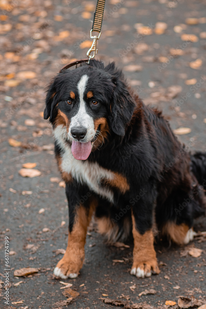 A Bernese Mountain Dog sits on a leash against the backdrop of an autumn park.