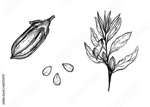 Hand drawn sketch black and white illustration sesame. Vector illustration. Elements in graphic style label, sticker, menu, package. Engraved style illustration.