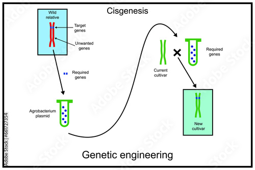Cisgenesis genetic modification. Genetic engineering, also called genetic modification or genetic manipulation