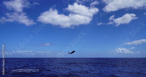 Jumping Spotted Dolphin in Hawaii 