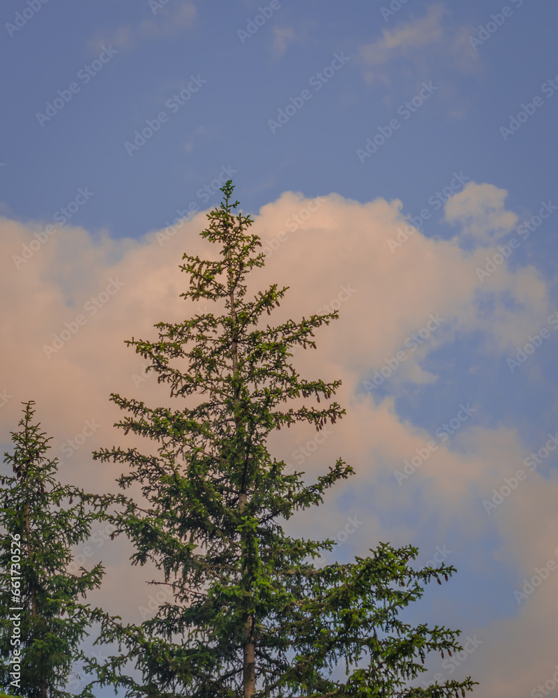 pine tree against sky