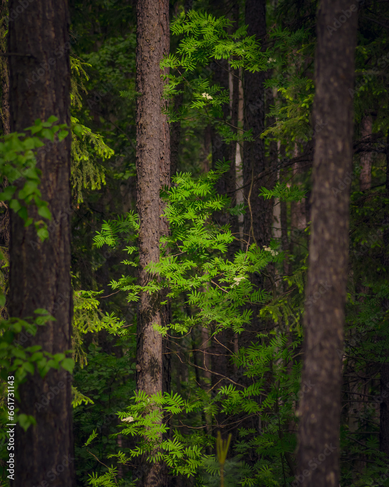 trees in the forest