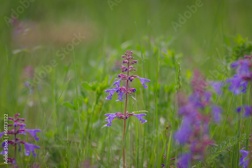 lavender in the field