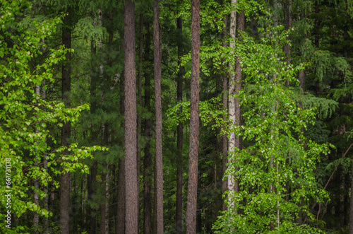 forest in the morning