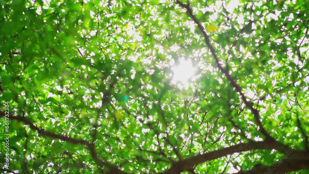 Green natural with soft sunlight shine through foliage in trees background Green natural with soft sunlight shine through foliage in trees background